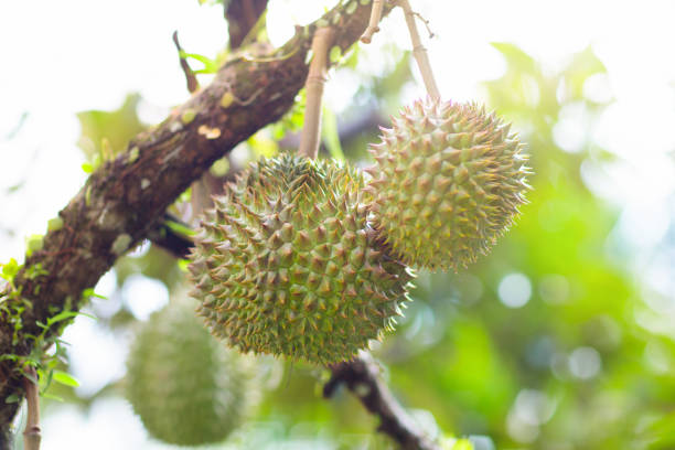 istock Durian on tree. King of fruit. 1159993591