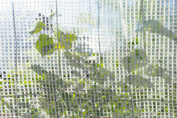 istock Green leaves of bushes through the grid 1159996507