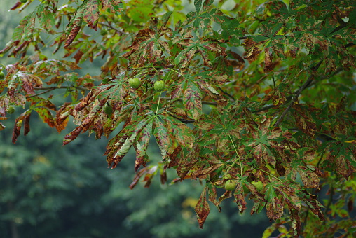 Sick Chestnut tree with dry brown leaf