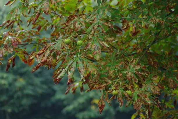 Sick Chestnut tree with dry brown leaf