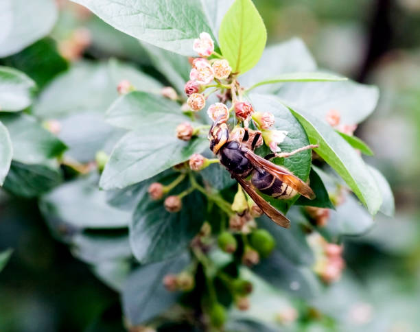 istock hornet gathers nectar from a flowering shrub 1159998908