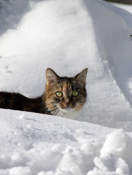 istock cat sneaking among the snow drifts 1159998913