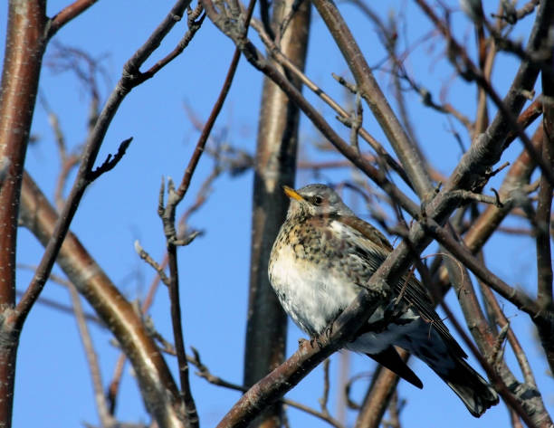 istock Fieldfare thrush sitting on a tree branch in early spring 1159998914