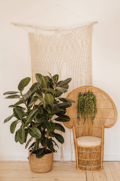 istock Rubber Fig Plant Wicker Armchair Interior Decor 1159999301