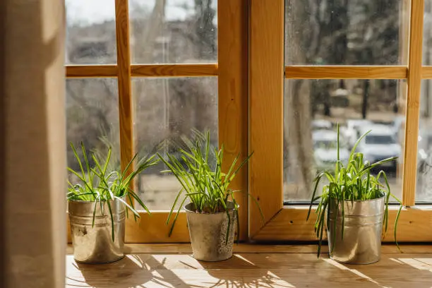 Photo of Lemon Grass in Bucket Pot on Wooden Window Sill