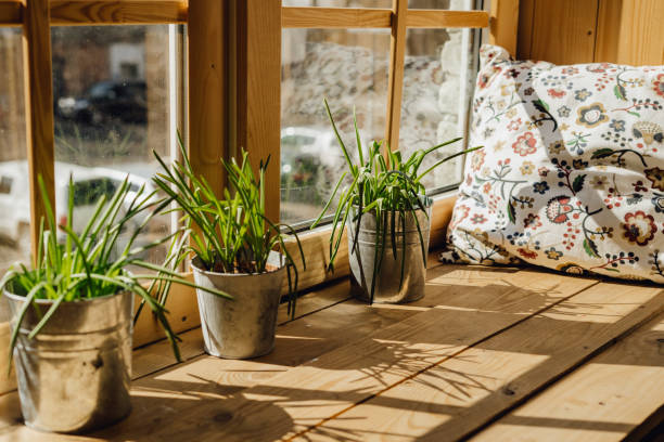 A variety of indoor plants (flowers, succulents, herbal plants), etc., taken in a bright light room, etc.