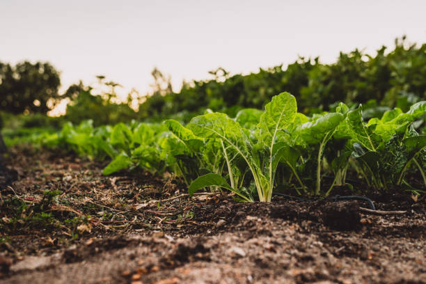 a bondade vem da natureza - vegetable green close up agriculture - fotografias e filmes do acervo