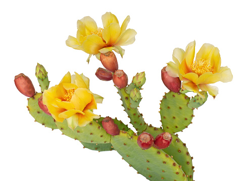 Cactus flowers and young fruit, Indian fig. Isolated on white background. Opuntia ficus indica.