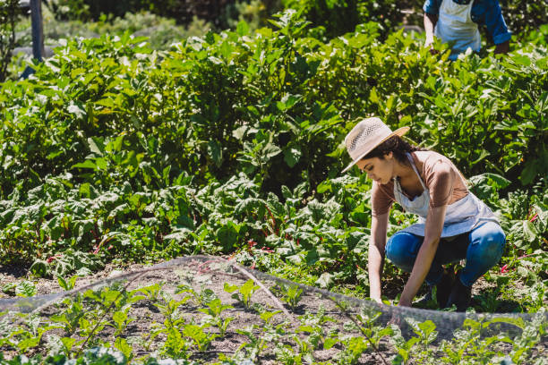 istock Producing the best in organic foods 1159999505