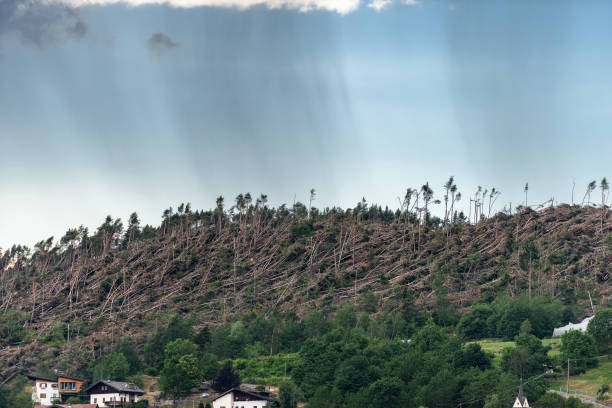 Trees fallen from the wind in November 2018, Baselga di Pine. Natural disaster in Trentino Alto Adige, Italy, Europe