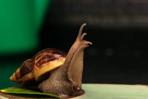 istock Big snail Achatina on a dark background. 1160000275