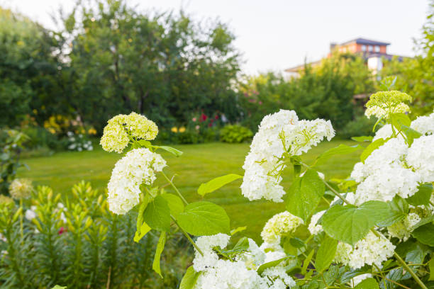 istock White flowers on green lawn background 1160000338
