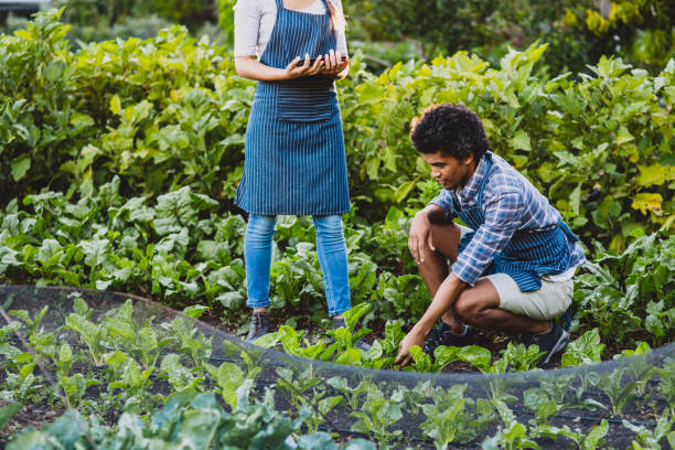 istock We should be able to harvest these soon 1160000389
