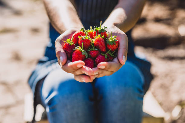 A child's hand holds ripe strawberry, their vibrant red color and fresh green leaves contrasting against the small, delicate fingers