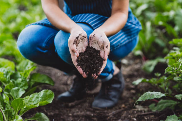 Soils provide plants with essential minerals and nutrients
