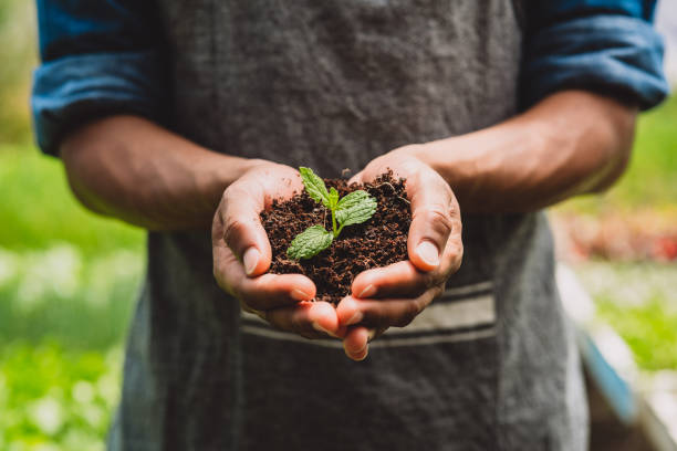 自然は私たちが楽しむためにとても多くの美しさを生み出す - agriculture bud crop growth ストックフォトと画像