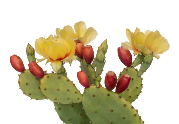 kaktusblüten und junge früchte, indische feige. isoliert auf weiß. opuntia ficus indica. - tuna stock-fotos und bilder