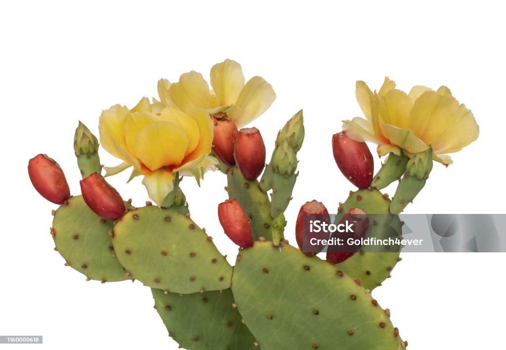 Cactus Flowers And Young Fruit Indian Fig Isolated On White Opuntia Ficus  Indica Stock Photo - Download Image Now - iStock