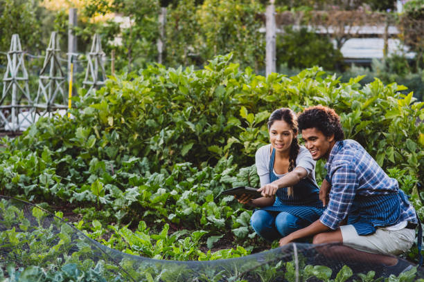 istock Monitoring their crops with the help of smart apps 1160000783
