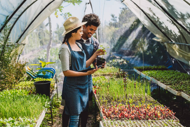 Doing their part to build a more sustainable world Shot of a young couple using a digital tablet while working in a greenhouse the farmer and his wife pictures stock pictures, royalty-free photos & images