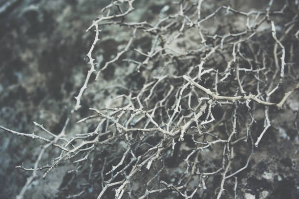 istock Thorny mountain creeper. Growing in extreme terrain 1160000899