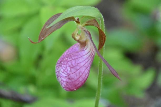 istock Virgin's hoof, orchided 1160001974