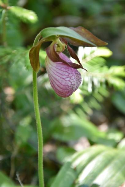 istock Virgin's hoof, orchided 1160001975