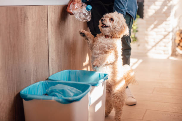 istock Young man recycling bottles with his dog 1160003250