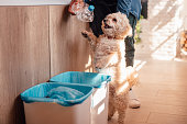 Young man recycling bottles with his dog