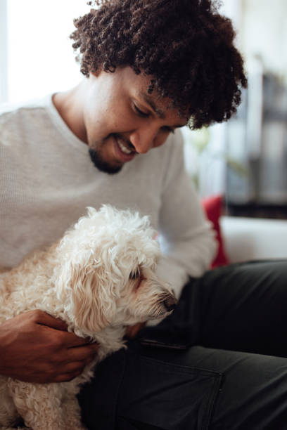 istock Man petting cute dog on living room sofa 1160003530