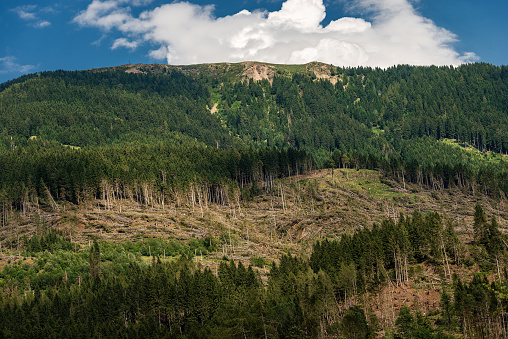 Forest with thousands of trees fallen due to the very strong wind, November 2018, Baselga di Pine. Natural disaster in Trentino Alto Adige, Italy, Europe