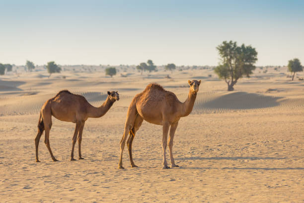 Desert landscape with camel stock photo