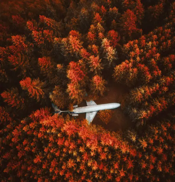 plane lost in the forest