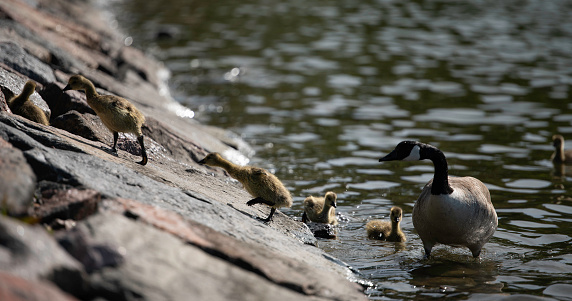 Canada goose family, chicks getting out of the water