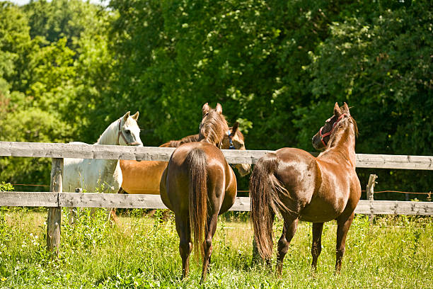 istock Meeting at the Fence 116000987