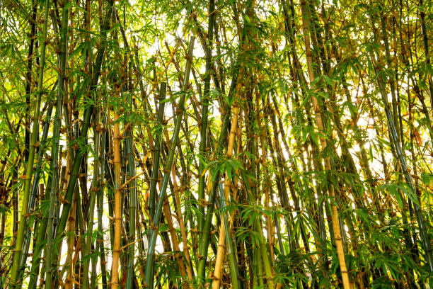 istock Jungle with bamboos. Tropical bamboos. Natural background. 1160010217