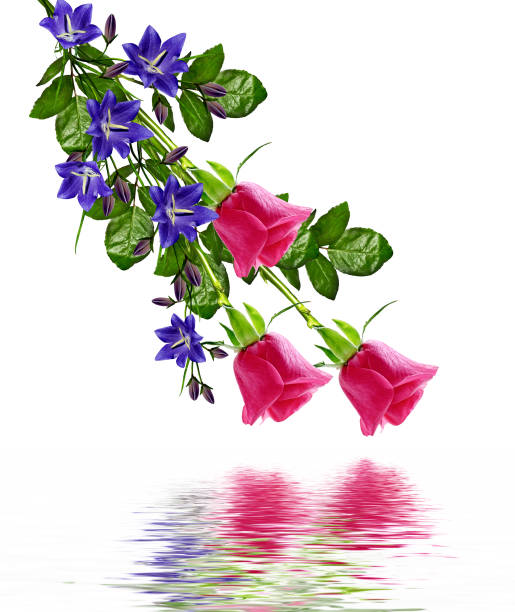 istock flowers roses. Holiday card 1160010522