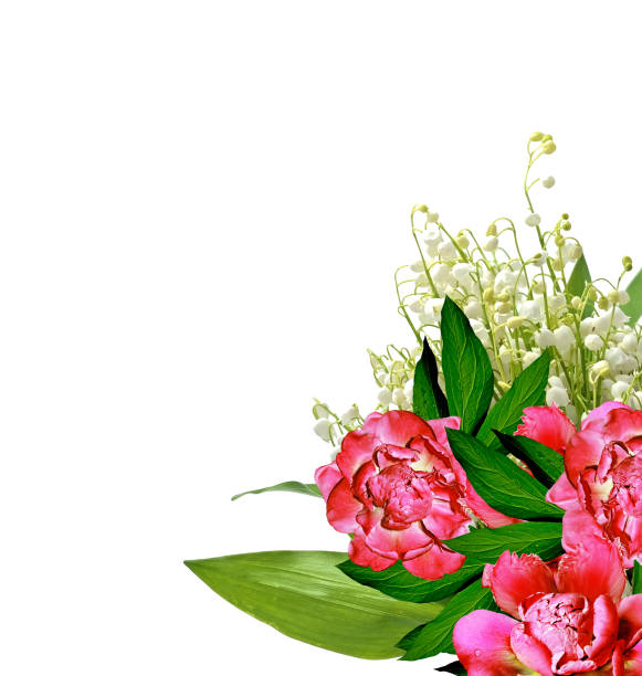 istock flowers on a white background. 1160010560