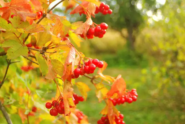 viburnum berries on bushes in autumn, Russia