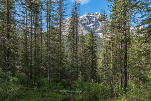 istock Cathedral Mountain with Surrounding Forest 1160012519
