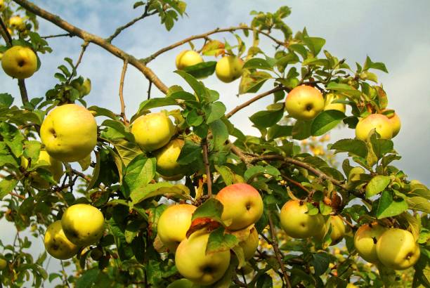 istock apples on the Apple tree in autumn 1160013319