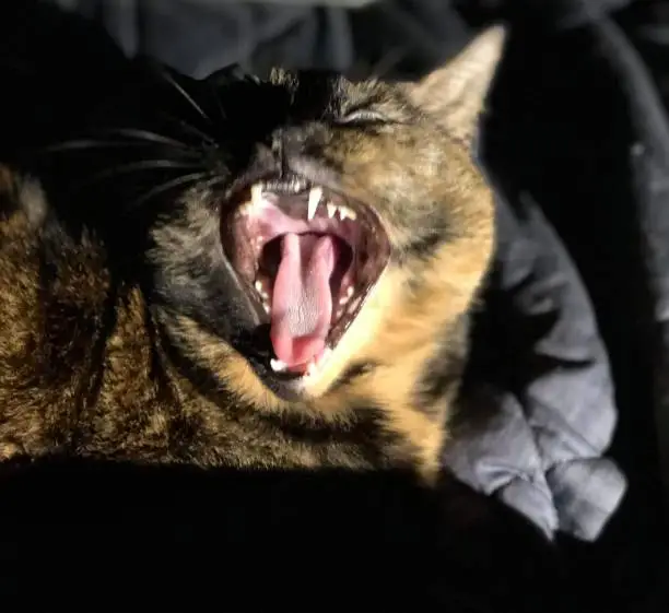 Our beautiful cat Nala Bear mid yawn took us a few tries to get this one. But we think it shows off how creepy a cats tongue is