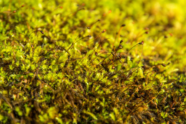 istock Close up, macro. Cypress-leaved plait-moss, Hypnum cupressiforme, with capsules (spores). 1160013816