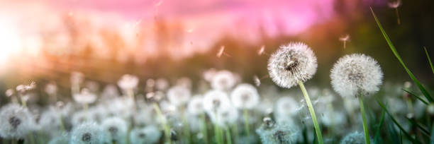istock Banner Of Dandelions 1160013826