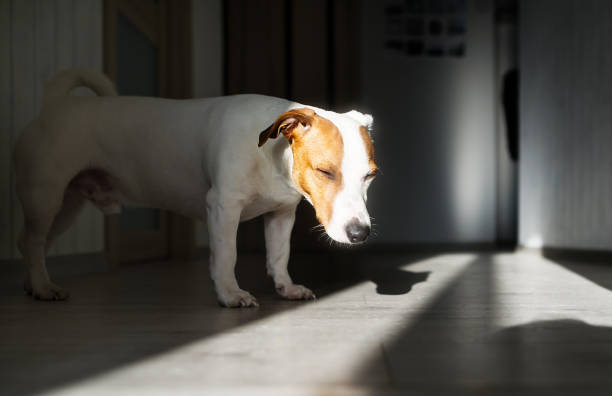 istock Jack russell terrier dog tired sleeps on a floor. Funny pose, looking at camera. 1160013854