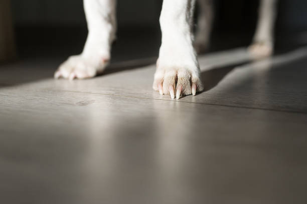 Focus on dog's feet in sunshine indoors Focus on dog's feet in sunshine indoors. Closeup photo dog paw padding close up stock pictures, royalty-free photos & images