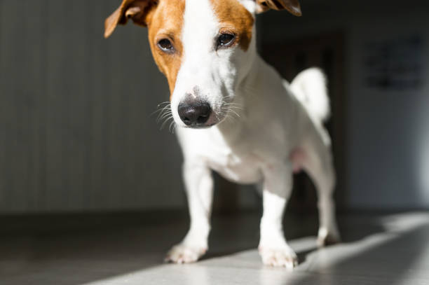 istock Small dog standing on floor, the shadows on the floor. 1160013891