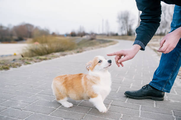istock Man playing with a Pembroke Welsh Corgi puppy. 1160013984