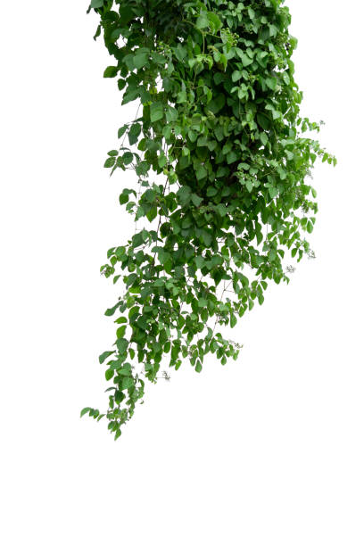 istock Green leaves tree on isolated background make for frame  product concept. 1160014083