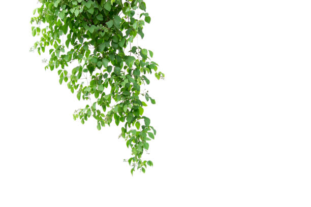 istock Green leaves tree on isolated background make for frame  product concept. 1160014096